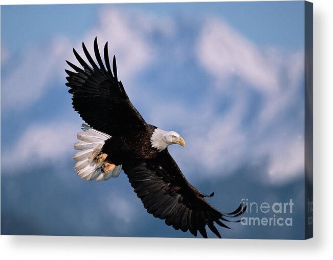 00343849 Acrylic Print featuring the photograph Bald Eagle Flying, Kachemak Bay by Yva Momatiuk John Eastcott