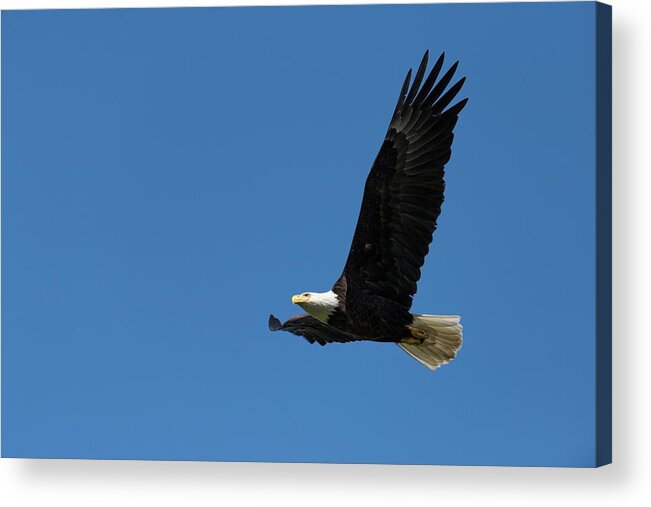 Haliaeetus Leucocephalus Acrylic Print featuring the photograph Bald Eagle In Flight by Dr P. Marazzi/science Photo Library