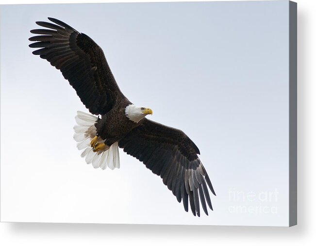 Bald Acrylic Print featuring the photograph Bald Eagle in Flight by Jane Axman