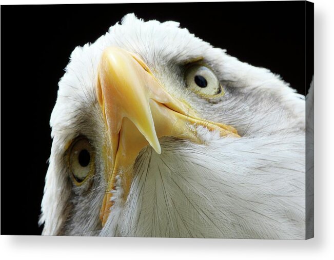 Bald Eagle Acrylic Print featuring the photograph Bald Eagle by John Devries/science Photo Library