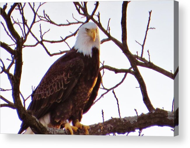 Bird Acrylic Print featuring the photograph Bald Eagle Sitting Pretty by Jeanette Oberholtzer