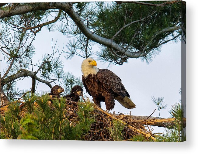 Bald Eagle Acrylic Print featuring the photograph Bald Eagle with Eaglets by Everet Regal