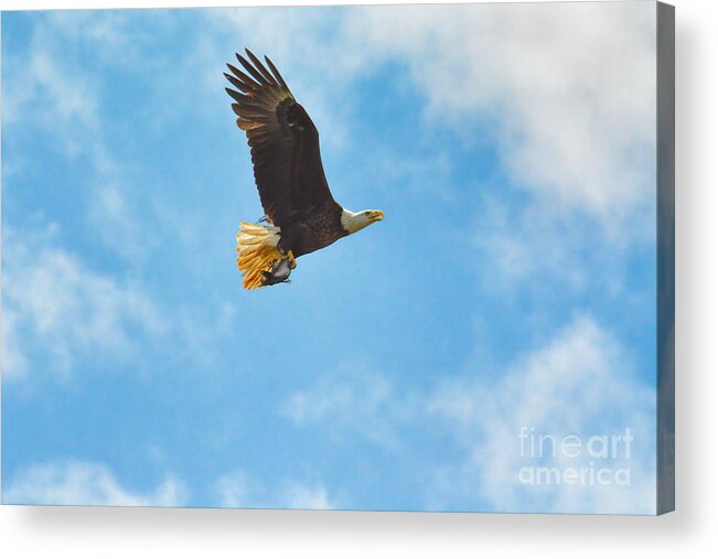 Bald Eagle Acrylic Print featuring the photograph Bald Eagle With Fish by Jai Johnson