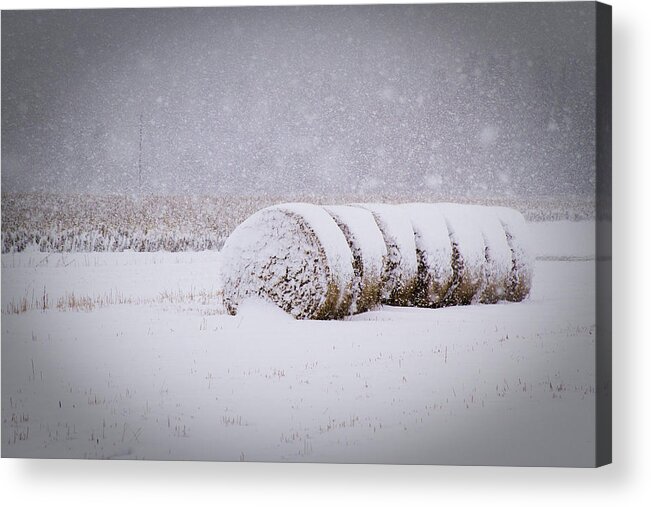 Hay Acrylic Print featuring the photograph Bales in snow by Daniel Martin