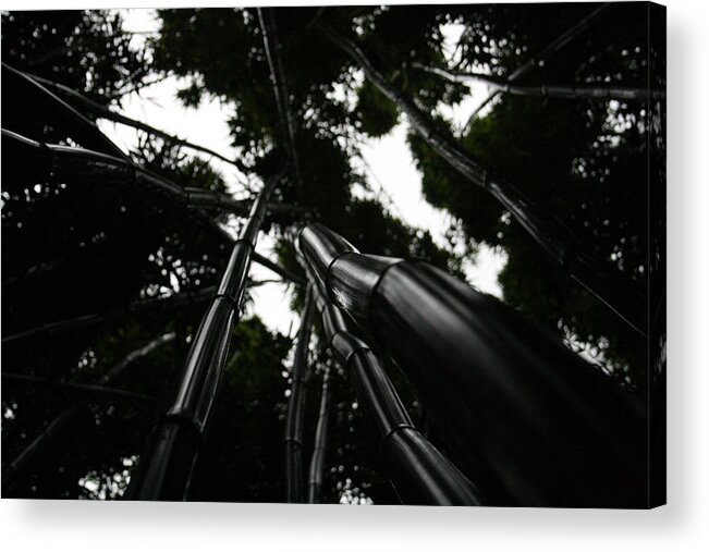 Bamboo Acrylic Print featuring the photograph Bamboo Skies 3 by Jennifer Bright Burr