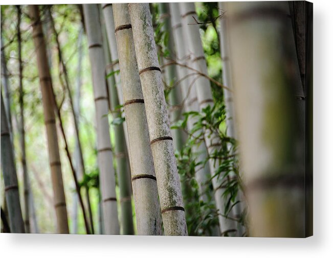 Shimonoseki Acrylic Print featuring the photograph Bamboo Trees by Akimasa Harada