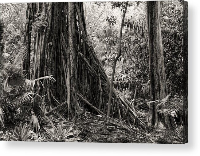 Tree Acrylic Print featuring the photograph Strangler Fig and Cypress tree by Rudy Umans