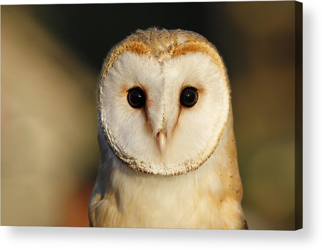 Adult Acrylic Print featuring the photograph Barn Owl Beauty by Roeselien Raimond
