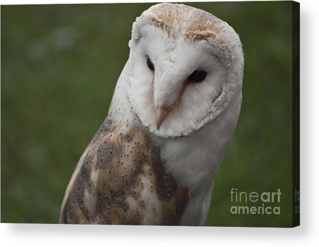Barn Owl Acrylic Print featuring the photograph Barn Owl by Steve Purnell