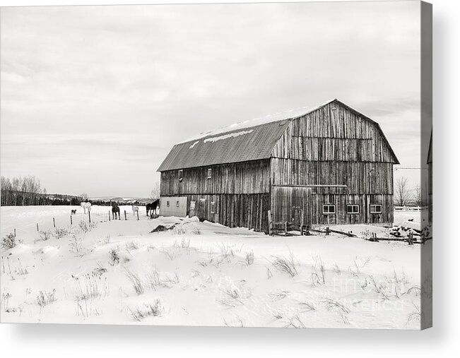 Barn Acrylic Print featuring the photograph Barn Quebec province in black and white by Jane Rix