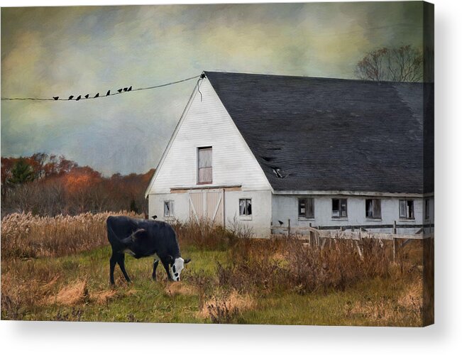 Cow Acrylic Print featuring the photograph Barnyard Bliss by Robin-Lee Vieira