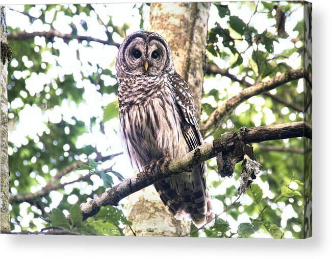 Owls Acrylic Print featuring the photograph Barred Owl Staring by Peggy Collins