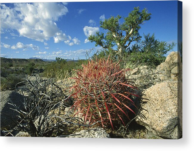 Feb0514 Acrylic Print featuring the photograph Barrel Cactus Baja California Mexico by Tui De Roy