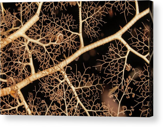 Underwater Acrylic Print featuring the photograph Basket Star by Michele Westmorland