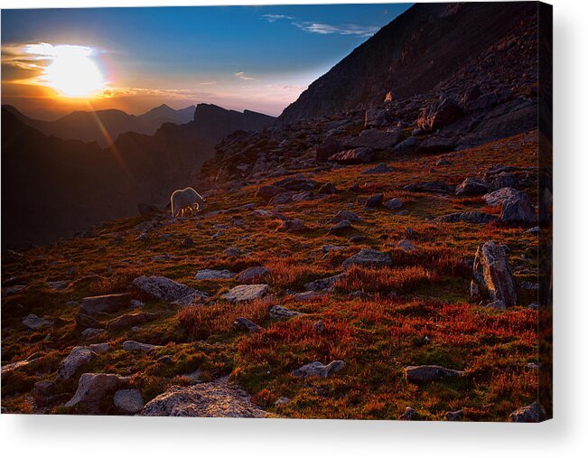 Mountain Goats Acrylic Print featuring the photograph Bathing in Last Light by Jim Garrison