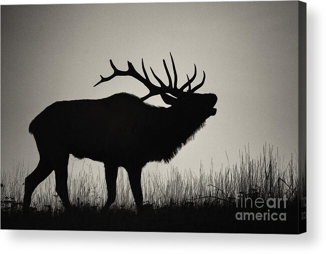 Elk Acrylic Print featuring the photograph Imminent by Aaron Whittemore