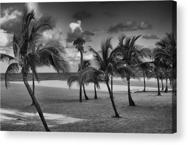 Palm Trees Acrylic Print featuring the photograph Beach Foliage by Mick Burkey