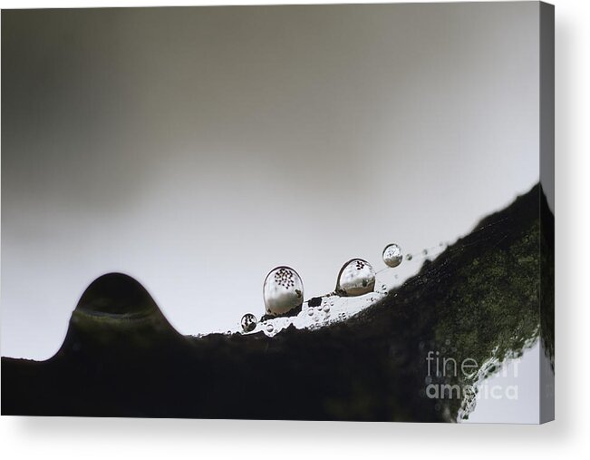 Bead Of Rain Acrylic Print featuring the photograph Beads of rain with particles floating by Dan Friend
