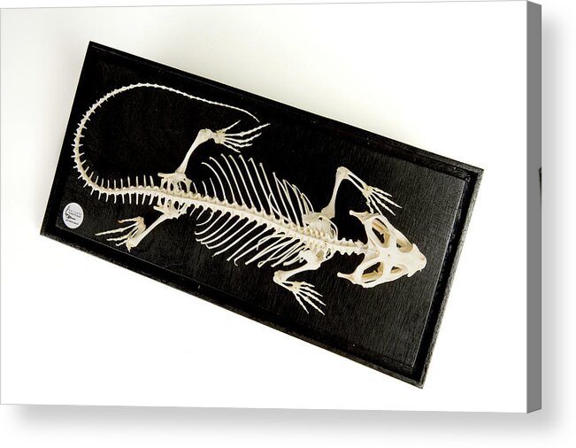 Anatomy Acrylic Print featuring the photograph Bearded Dragon Skeleton by Ucl, Grant Museum Of Zoology