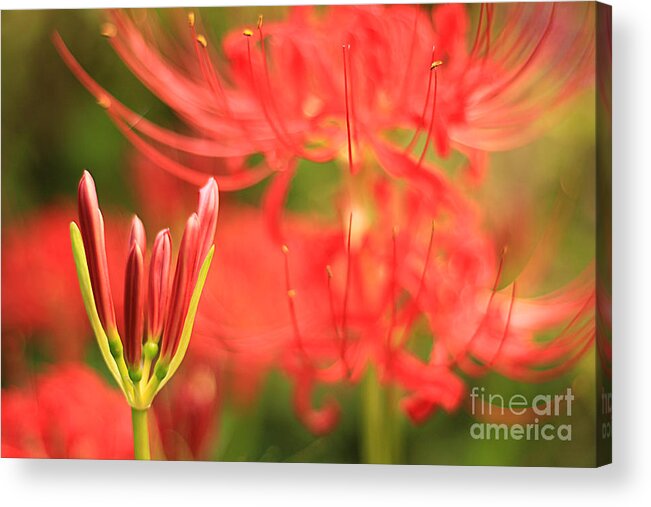 Red Spider Lily Acrylic Print featuring the photograph Beautiful Amaryllis Flower Red Spider Lily aka Resurrection Lily by Beverly Claire Kaiya