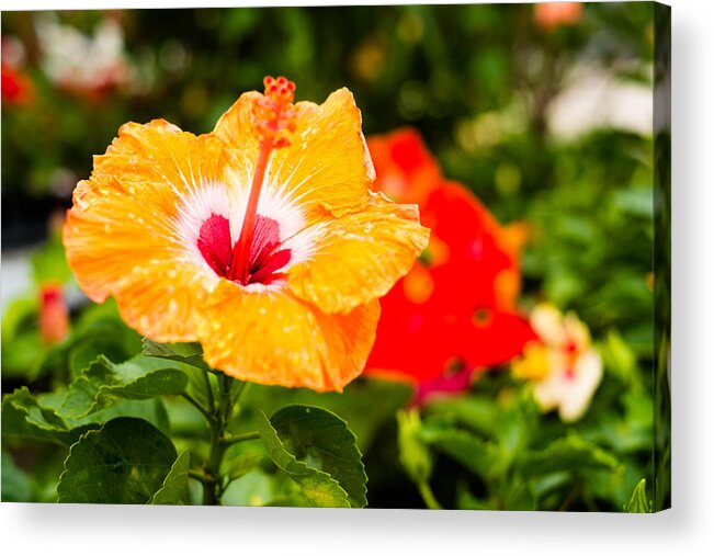 Beautiful Acrylic Print featuring the photograph Beautiful Hibiscus by Raul Rodriguez