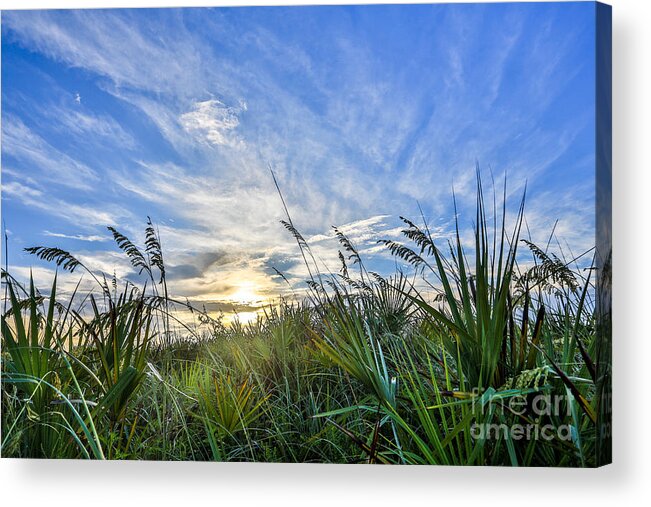 Grass Acrylic Print featuring the photograph Beautiful Morning by Mina Isaac