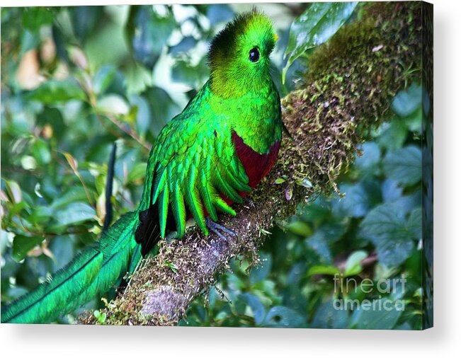 Bird Acrylic Print featuring the photograph Beautiful Quetzal 2 by Heiko Koehrer-Wagner