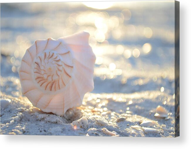 Seashell Acrylic Print featuring the photograph Beautiful Soul by Melanie Moraga