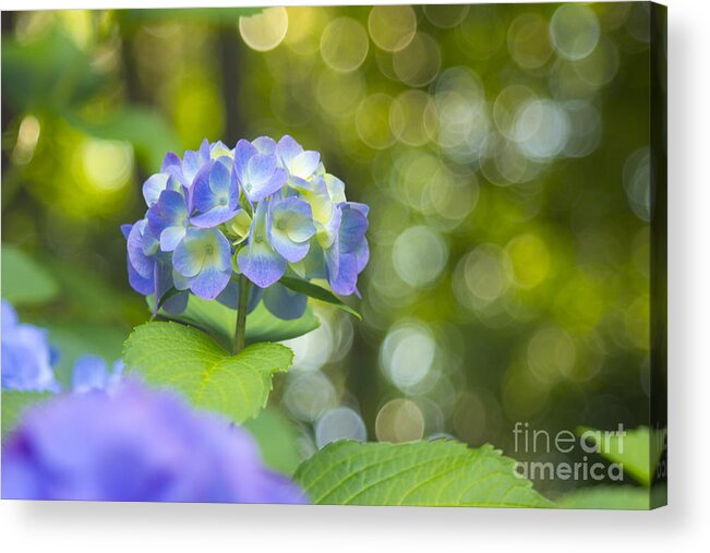 Hydrangea Acrylic Print featuring the photograph Beautiful Violet Hydrangea with Green Leaves and Bokeh Lights by Beverly Claire Kaiya