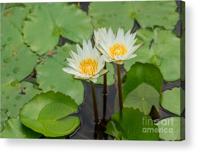 Beautiful Acrylic Print featuring the photograph Beautiful white waterlily by Tosporn Preede