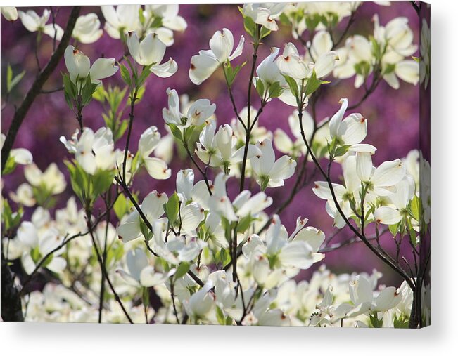 Flowers Photographs Acrylic Print featuring the photograph Beauty among us by Jewels Hamrick