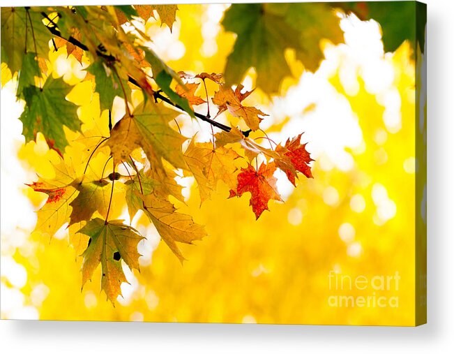Beauty Acrylic Print featuring the photograph beauty Autumn Leaves by Boon Mee