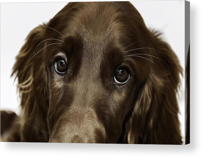 Dog Portrait Acrylic Print featuring the photograph Beauty of an Irish Setter by Robert Krajnc