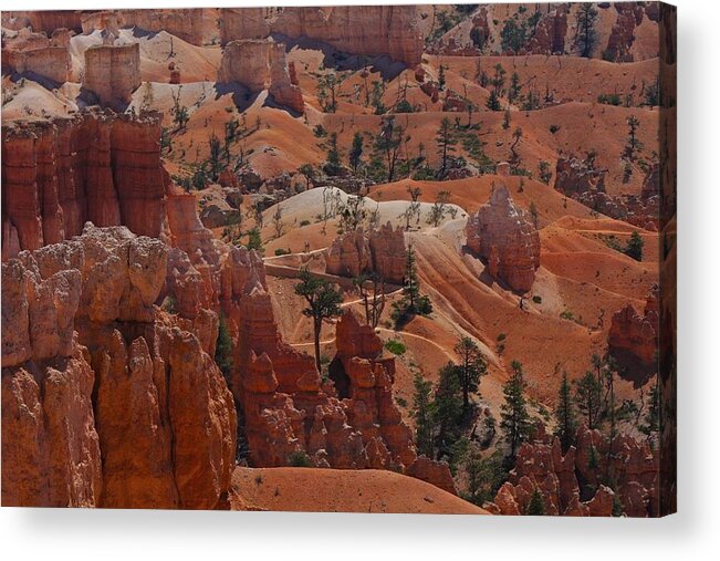 Hoodoos Acrylic Print featuring the photograph Beauty of Bryce by Kimberly Oegerle
