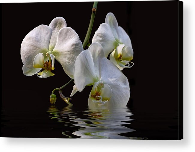 White Orchids Acrylic Print featuring the photograph White Orchids by Peggy Collins