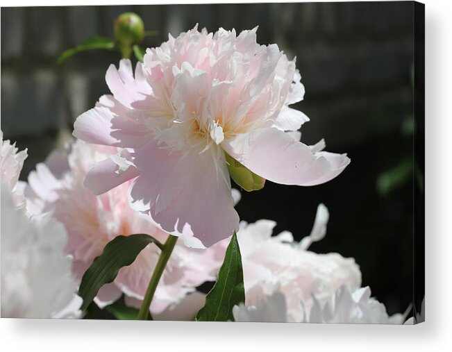 Peony Acrylic Print featuring the painting Beauty by Ruth Kamenev