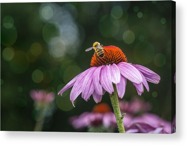 Textured Acrylic Print featuring the photograph Bee and Bokeh by Cathy Kovarik