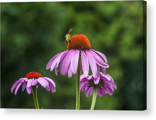 Bee Acrylic Print featuring the photograph Bee and Flowers by Cathy Kovarik