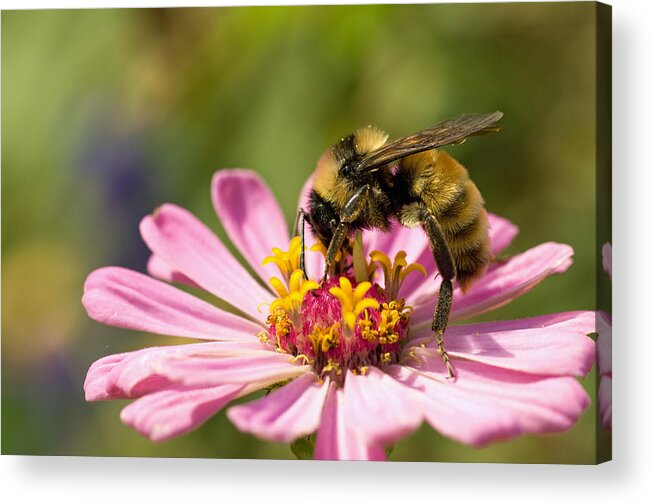 Bee Acrylic Print featuring the photograph Bee At Work by Greg Graham