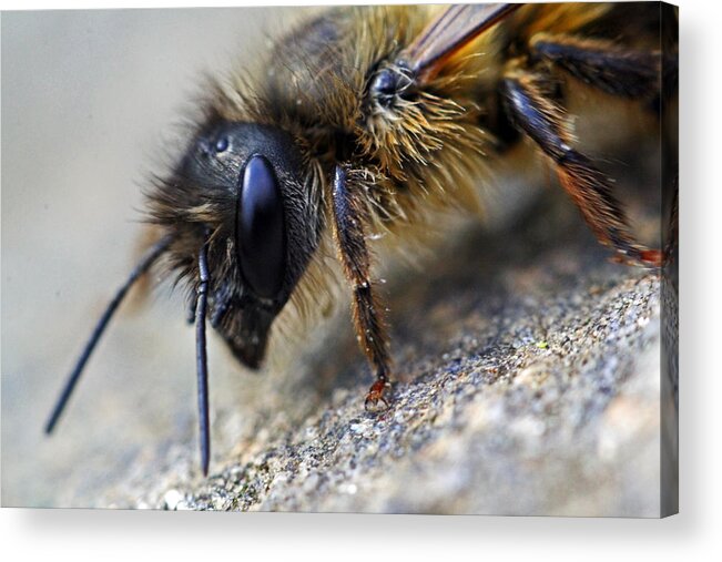 Insects Acrylic Print featuring the photograph Bee Careful by Jennifer Robin