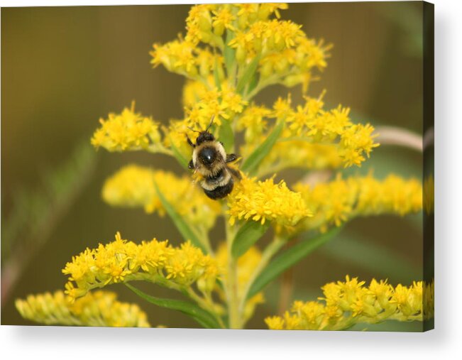 Bee Acrylic Print featuring the photograph Bee Closeup by Paula Brown