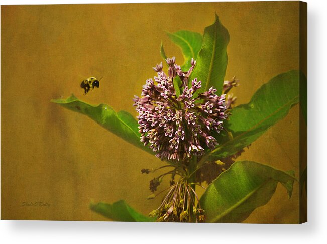 Wildflower Acrylic Print featuring the photograph Bee Line by Sandi OReilly