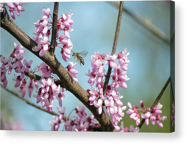  Flowers Acrylic Print featuring the photograph Bee on Redbud by David Earl Johnson