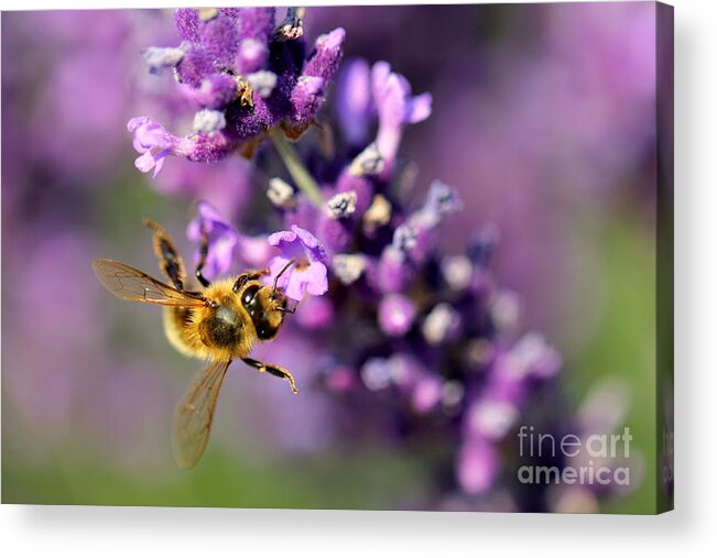 Bee Acrylic Print featuring the photograph Bee on the Lavender Branch by Amanda Mohler