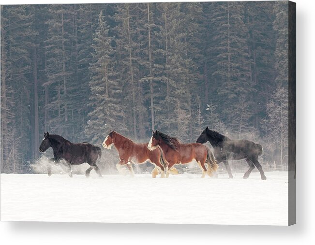 Adam Jones Acrylic Print featuring the photograph Belgian Horse Roundup In Winter by Adam Jones