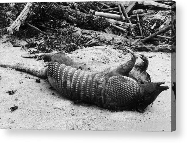 Armadillo Acrylic Print featuring the photograph Belly Up by Melinda Ledsome