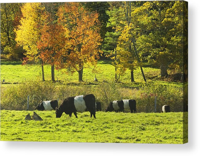 Cow Acrylic Print featuring the photograph Belted Galloway Cows Grazing On Grass In Rockport Farm Fall Maine Photograph by Keith Webber Jr