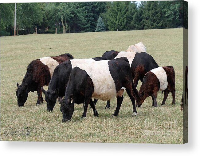 Mccombie Acrylic Print featuring the painting Belted Galloways by J McCombie