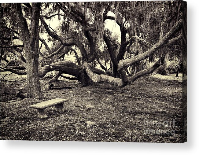 Trees Acrylic Print featuring the photograph Bench and Trees BW by David Arment