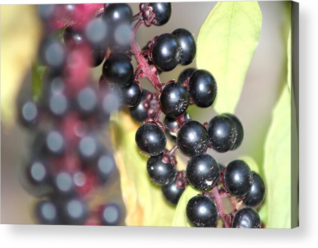 Berries Acrylic Print featuring the photograph Berries by Michele Wilson